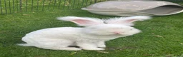 Angora rabbits for sale: Angora max faced bunny (buck)  - Advert 3