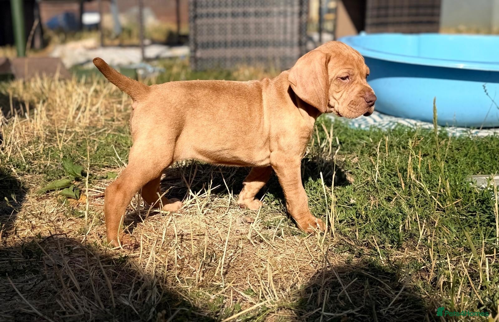 Hungarian Vizsla dogs Crufts Best in Show & Elite working Bloodlines - Advert 4