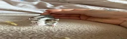 Mouse rodents for sale: Males and females - Advert 9