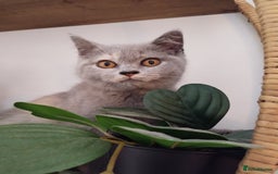 British Shorthair cats for sale: GCCF BSH female- vaccinated, microchipped. - Image 15
