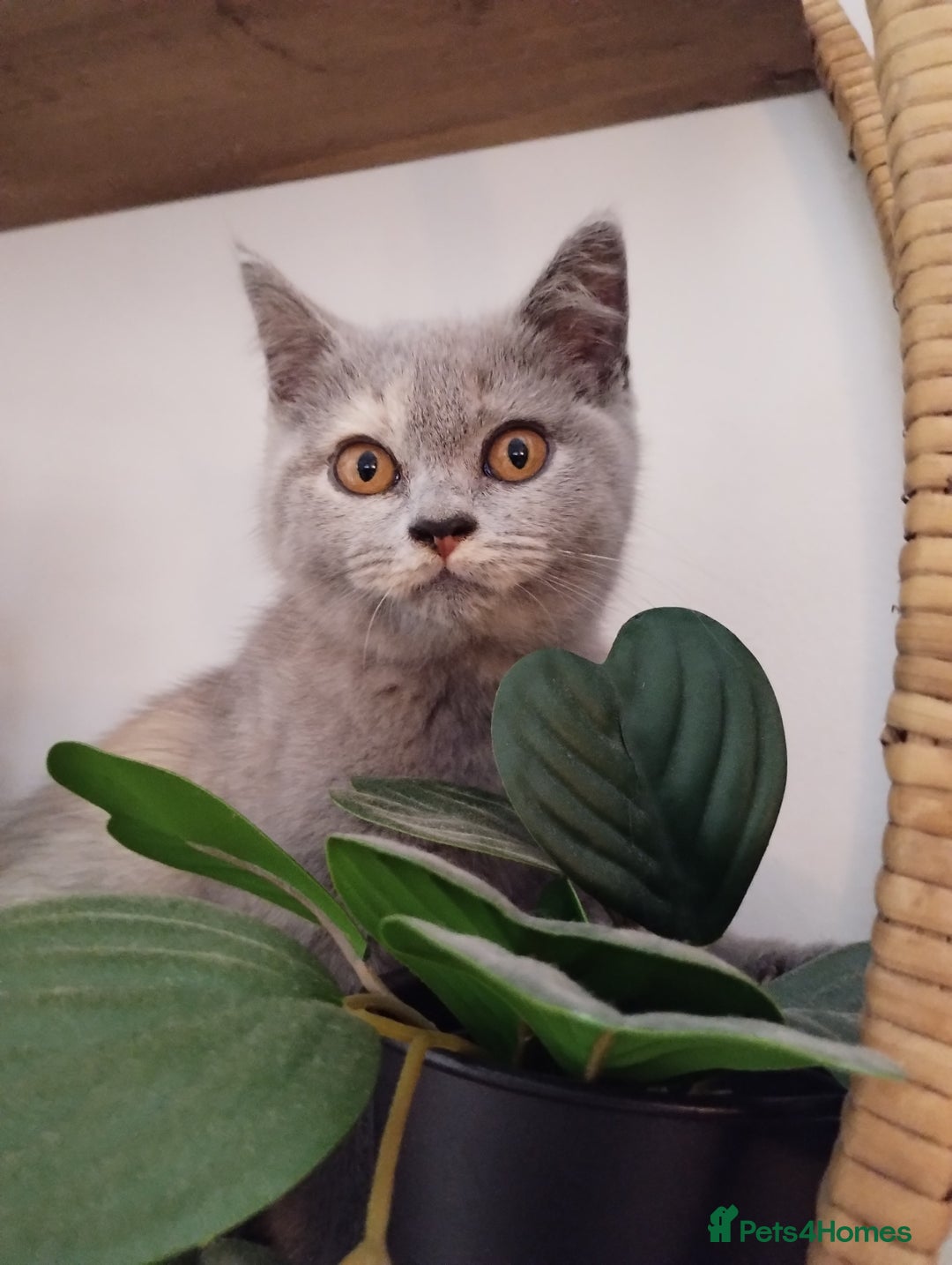 British Shorthair cats for sale: GCCF BSH female- vaccinated, microchipped. - Image 15