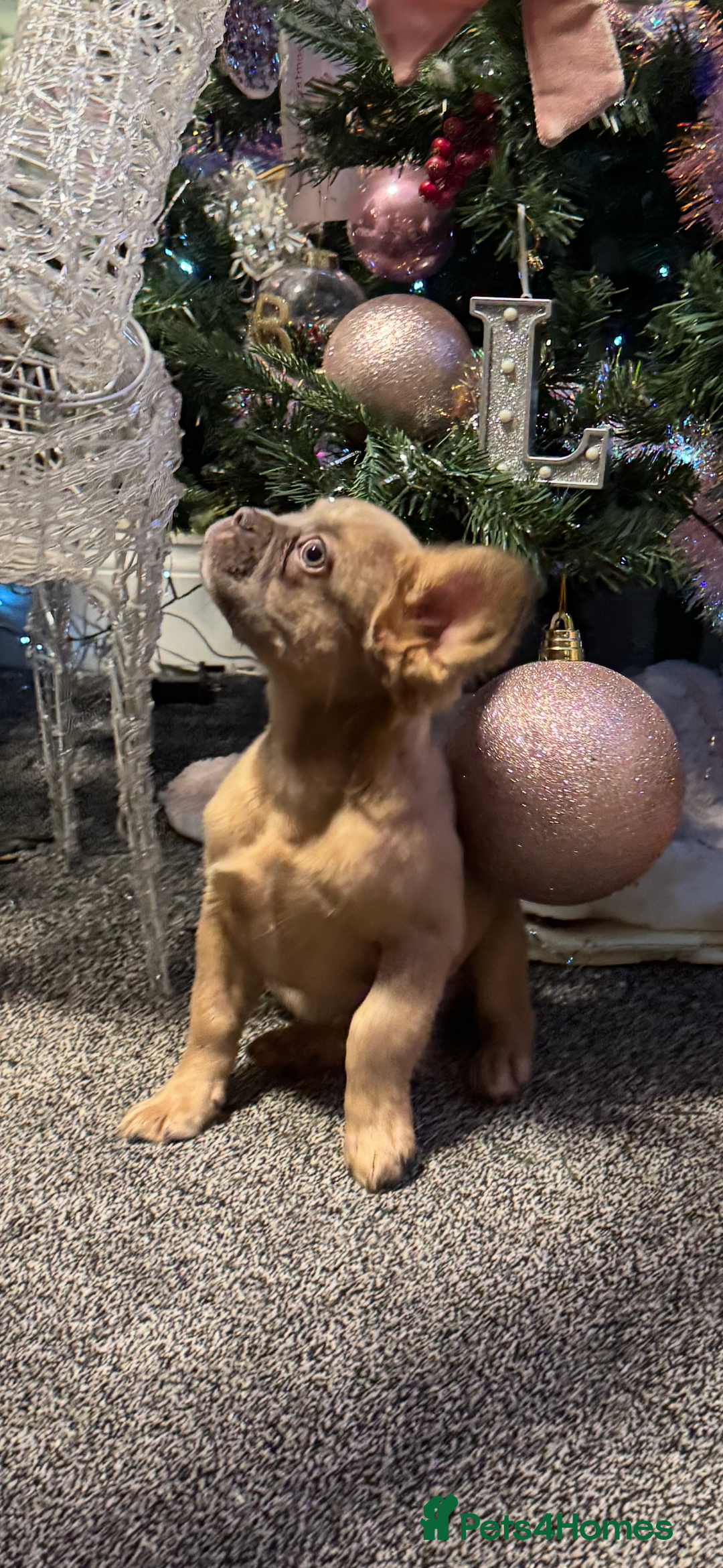 French Bulldog dogs for sale: KC registered! Fluffy frenchies PRICE DROPPED  - Advert 29