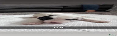 Cockapoo 3