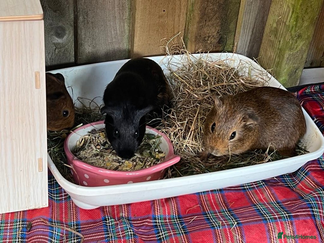 Guinea Pig rodents for sale: Male and female or guinea pig looking for home - Image 5