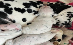 Dalmatian dogs for sale:  Just 2 full hearing puppies by champion parents  - Image 20