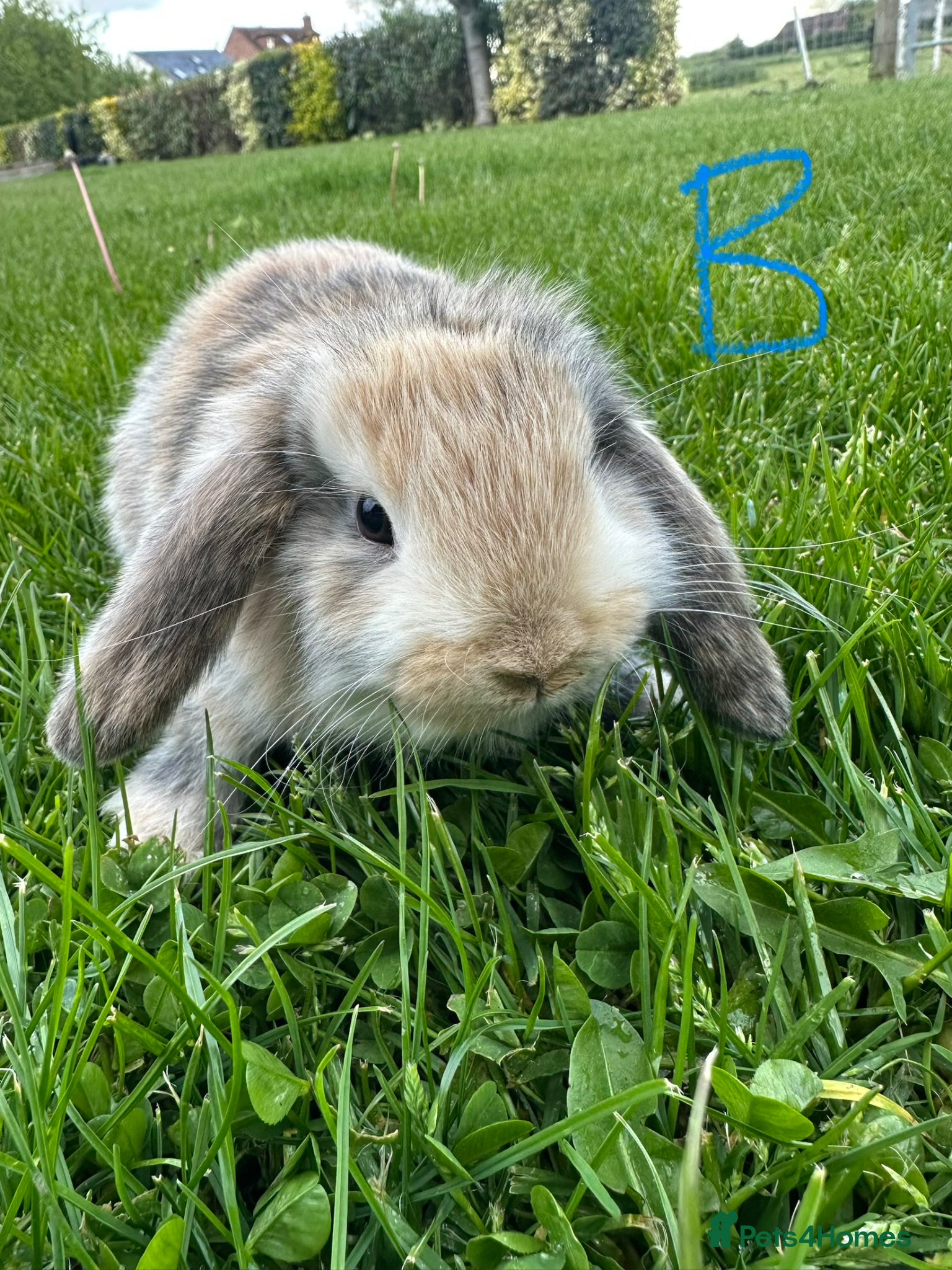 Mini Lop rabbits Mini Lop Rabbits For Sale  - Advert 1