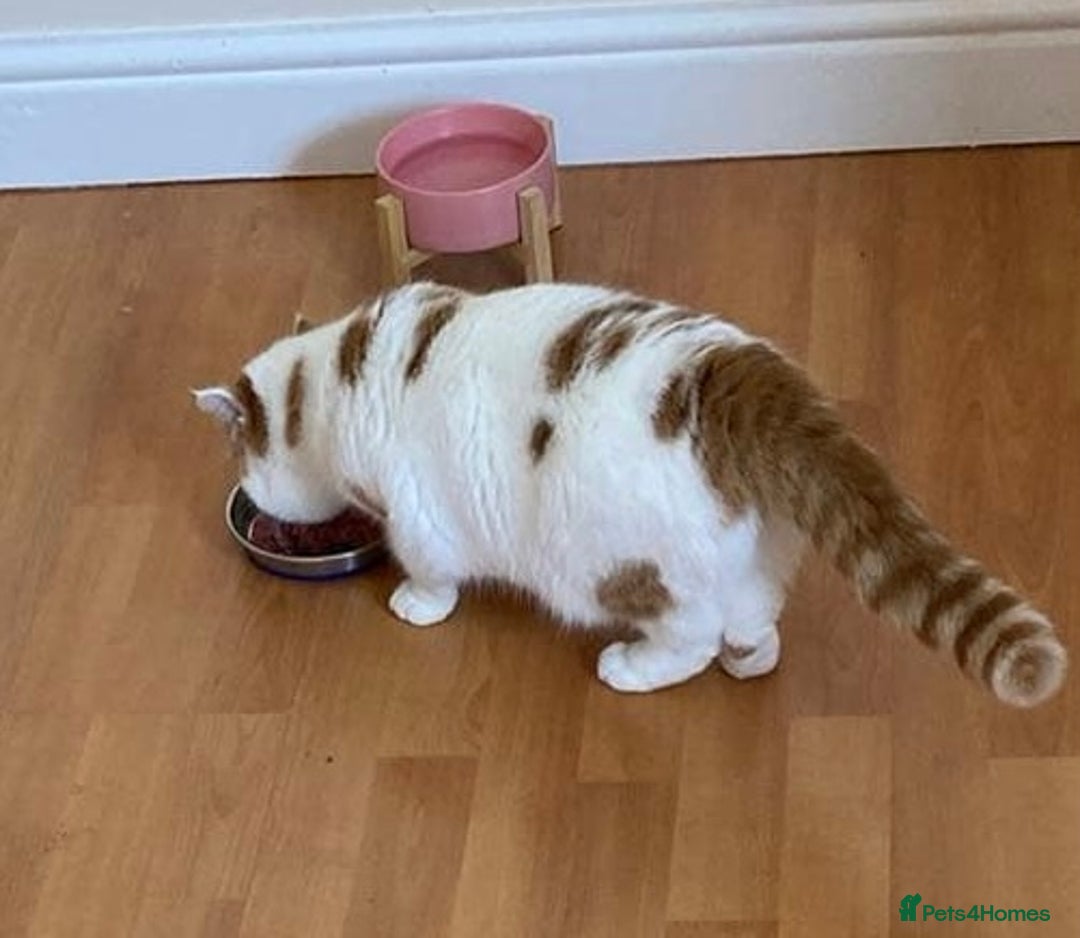 British Shorthair cats for sale: Pedigree British Shorthair  - Image 11