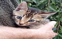 Mixed Breed cats for sale: 3/4 Bengal Kittens  - Image 1