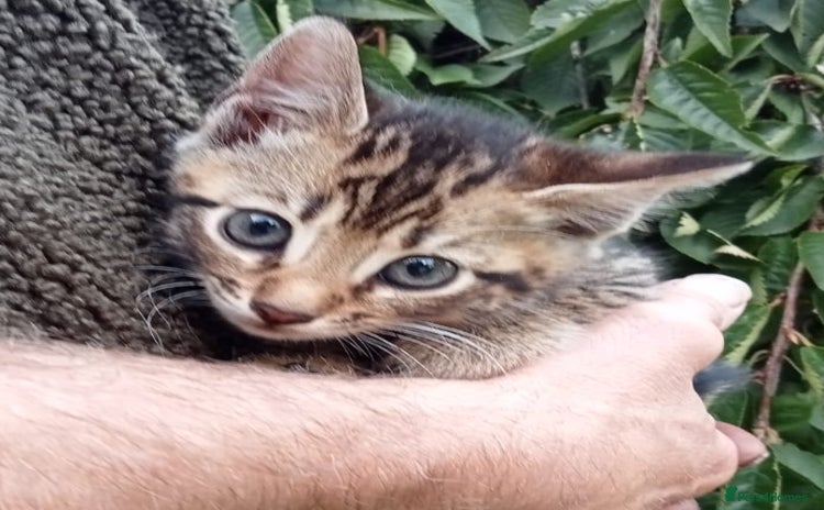 Mixed Breed cats - Advert 5