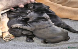 English Bulldog dogs for sale: KC Reg Champion Bloodlines 1 Girl Left £ 2800 - Image 40