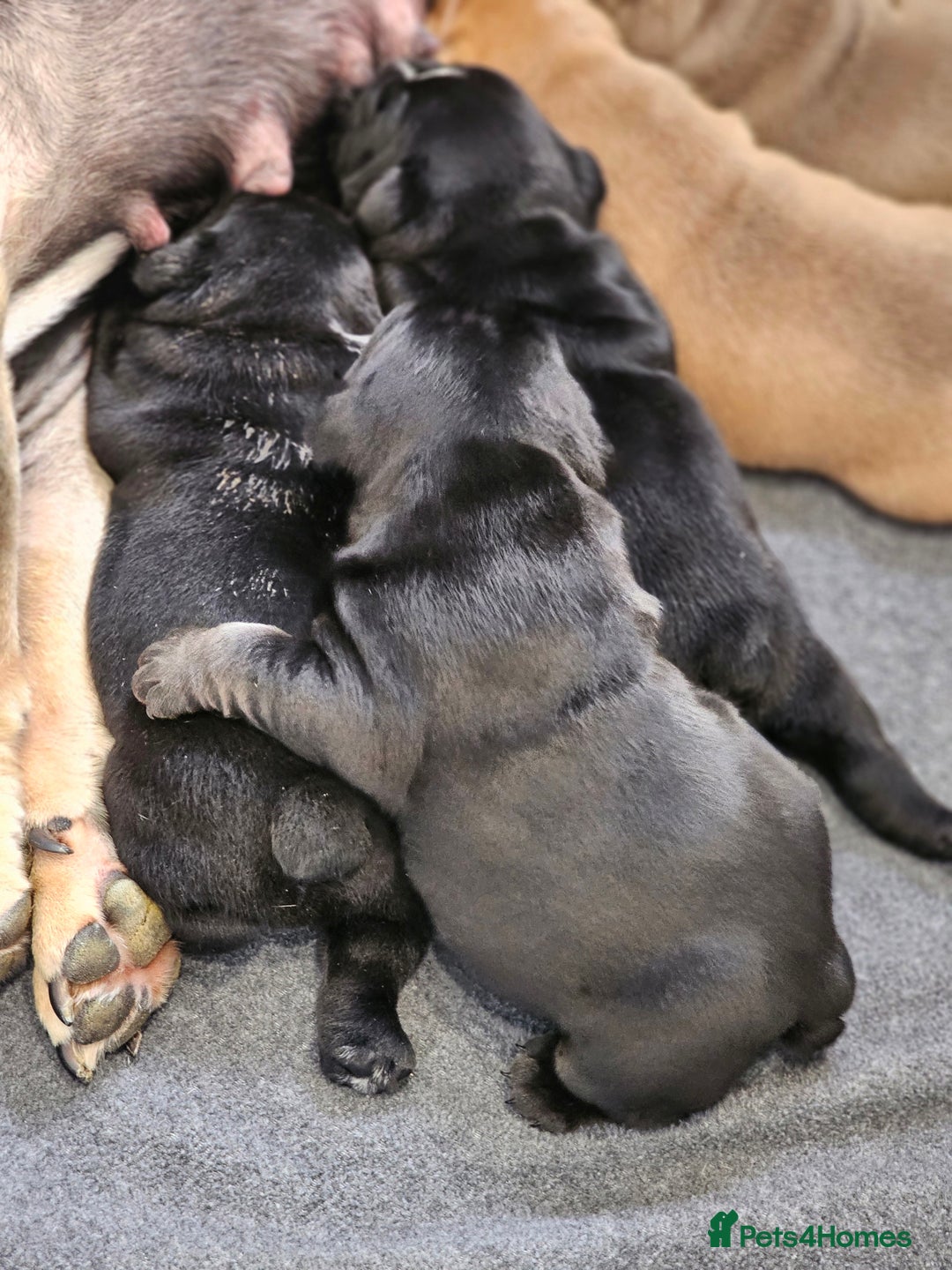 English Bulldog dogs for sale: KC Reg Champion Bloodlines 1 Girl Left £ 2800 - Image 40