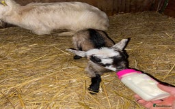 Goats livestock for sale: GORGEOUS NEW BORN BABIES AND FRIENDLY PET WETHERS  - Image 2