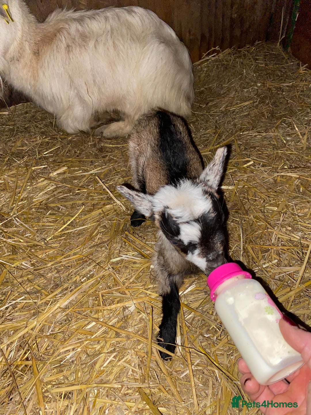 Goats livestock for sale: GORGEOUS NEW BORN BABIES AND FRIENDLY PET WETHERS  - Image 2