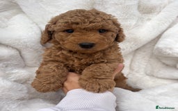 Australian Labradoodle dogs for sale: Mini Australian Labradoodles - Image 4