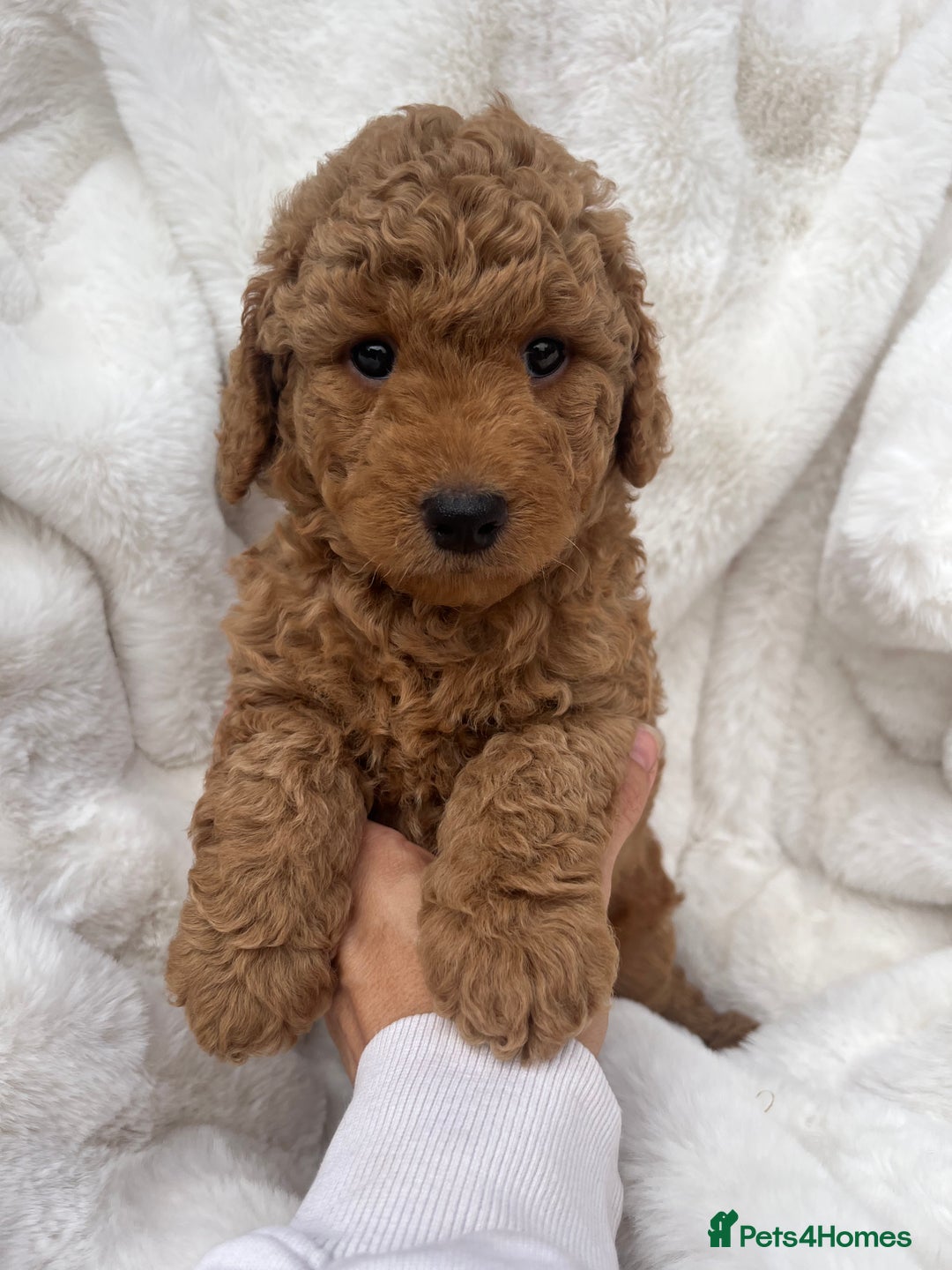 Australian Labradoodle dogs for sale: Mini Australian Labradoodles - Image 4