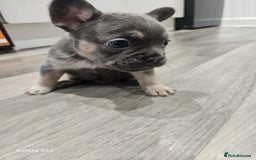 French Bulldog dogs for sale: ⭐️⭐️⭐️⭐️litter of 6 Beautiful french bulldogs 😍🏠 in Southampton - Image 19