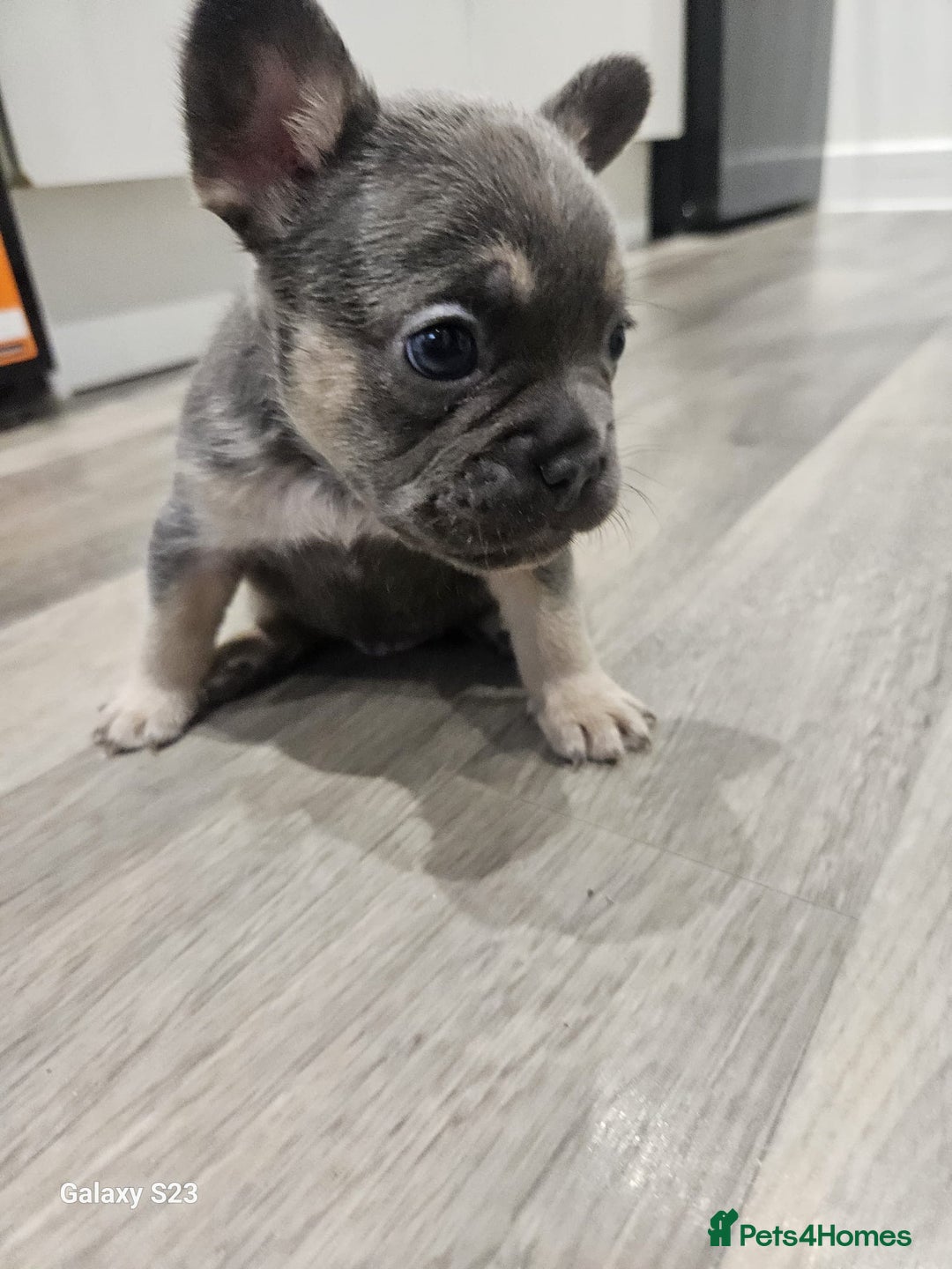 French Bulldog dogs for sale: ⭐️⭐️⭐️⭐️litter of 6 Beautiful french bulldogs 😍🏠 in Southampton - Image 19