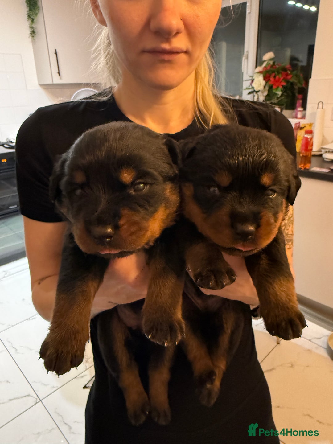 Rottweiler dogs for sale: The Warren litter! - Advert 8