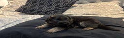 German Shepherd dogs for sale: German shepherd puppies Amber blood line  - Advert 14