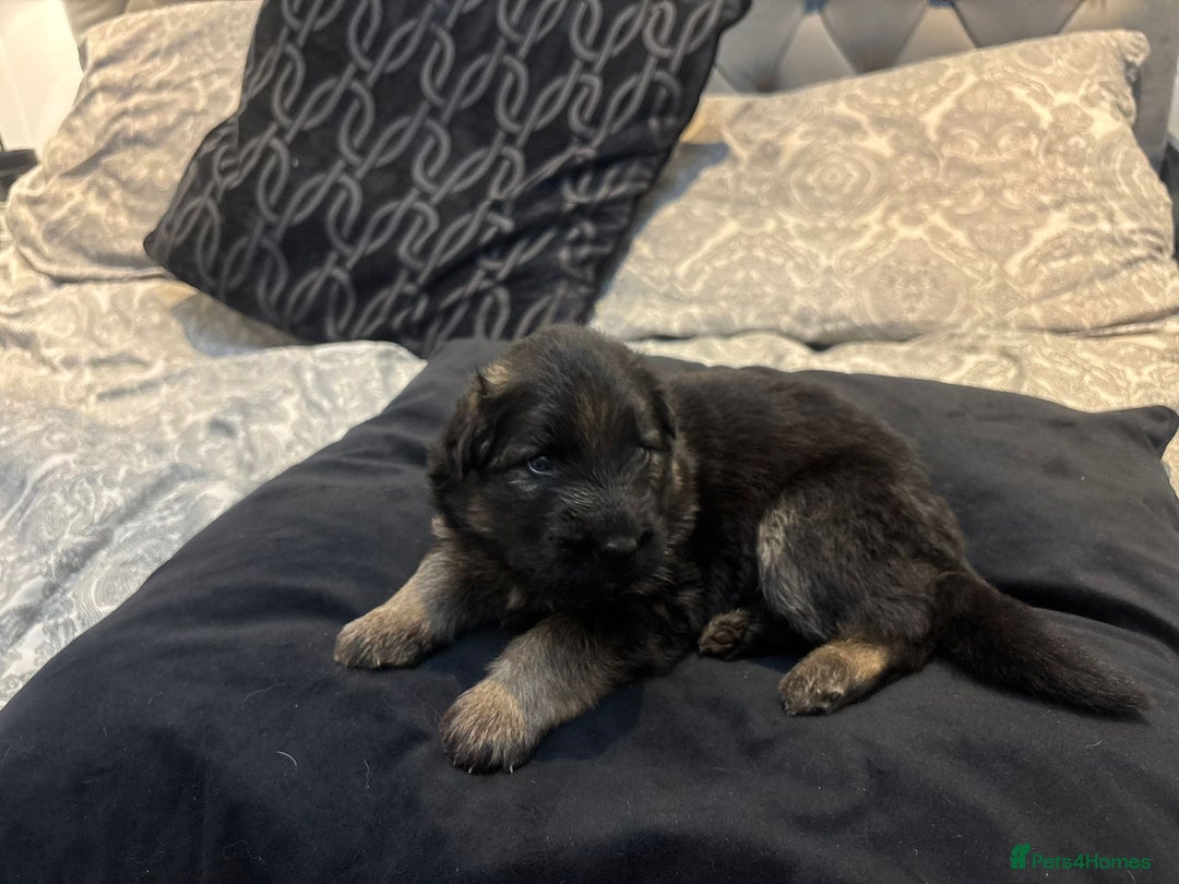 German Shepherd dogs for sale: German shepherd puppies Amber blood line  - Advert 14