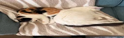 Mixed Breed cats for sale: Patsy & Pearl  - Advert 7