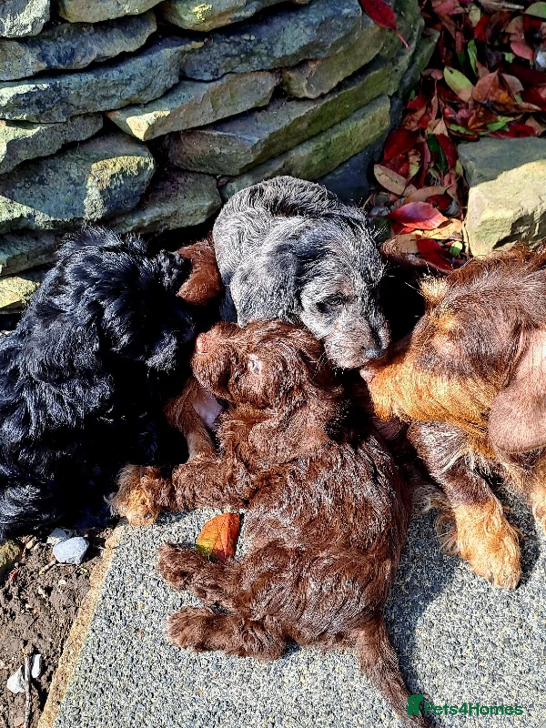 Doxiepoo dogs for sale: Daxiepoo babies looking for forever home - Advert 10