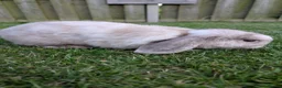 Mini Lop rabbits for sale: 14 week old mini lop male in King's Lynn - Advert 1