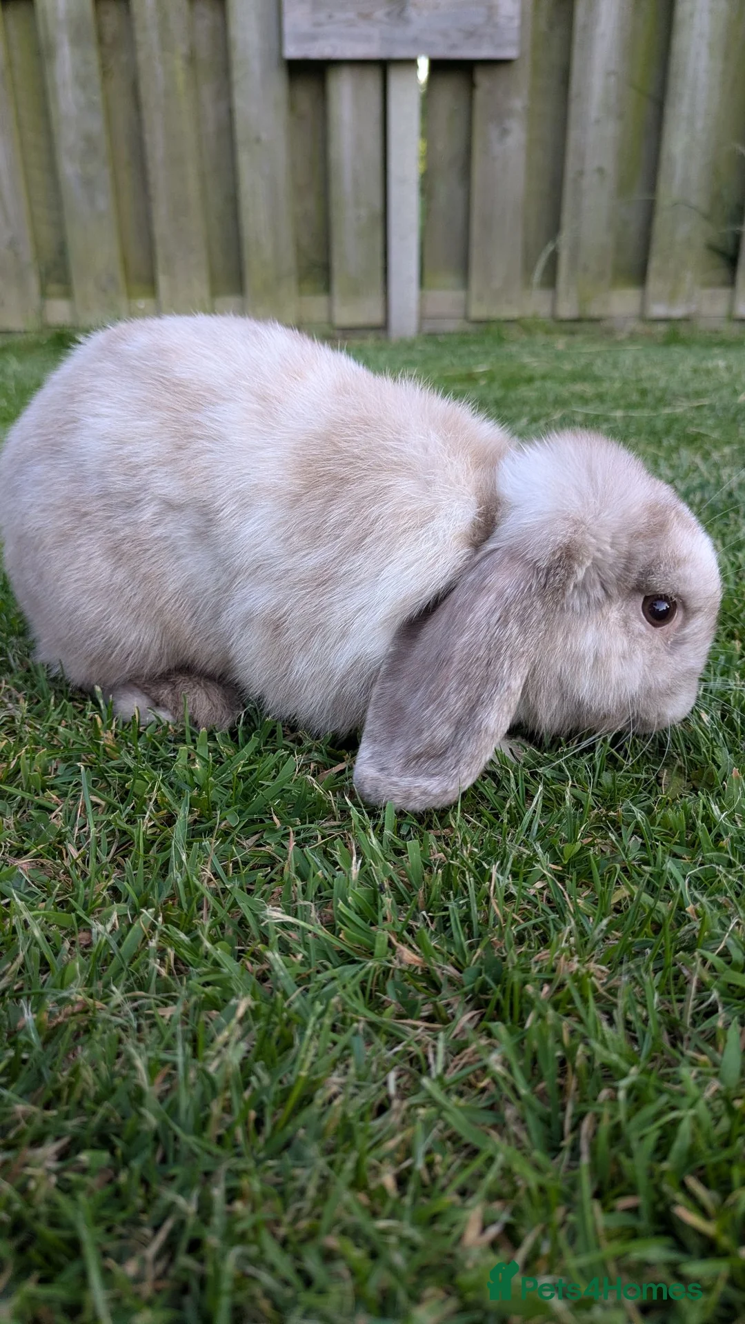 Mini Lop rabbits for sale: 14 week old mini lop male in King's Lynn - Advert 1