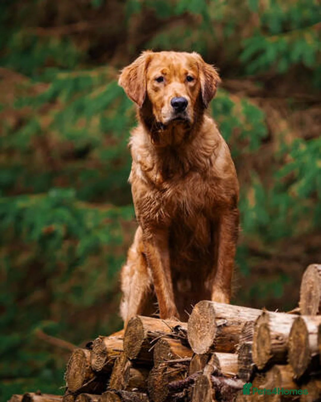 Golden Retriever dogs for sale: Stunning Dark Red Retreiver Pups  - Advert 11