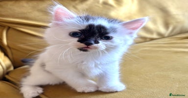 Mixed Breed cats - Advert 13