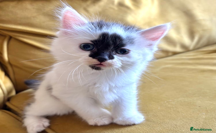 Mixed Breed cats - Advert 13