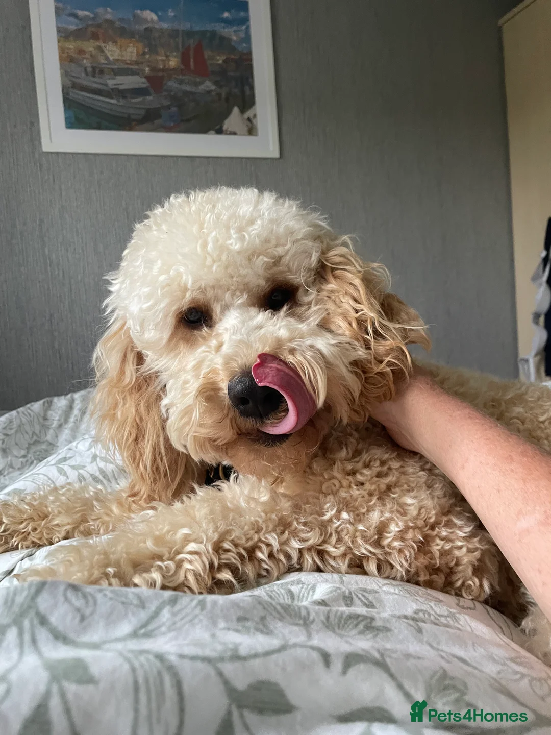 Poodle dogs for stud: FOR STUD Moyen Poodle (proven)  in Northampton - Advert 12