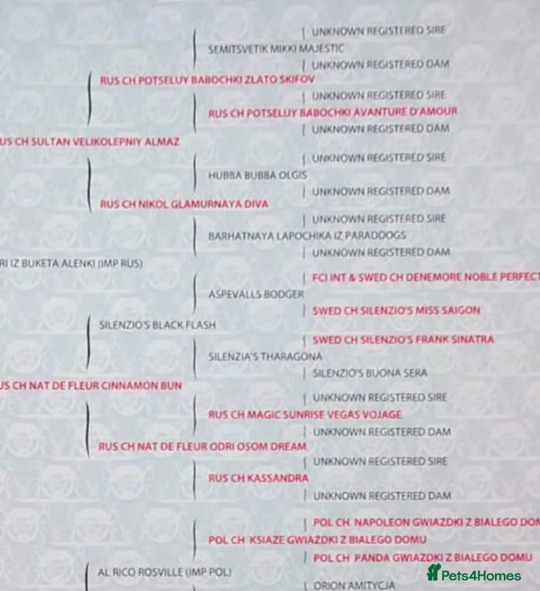 Papillon dogs for stud: KC registered shows quality stud. in Huddersfield - Advert 11