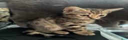 Bengal cats for sale: Stunning beautiful natured bengal cross kittens - Advert 30