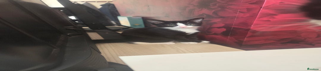 Domestic Shorthair Kitten 2