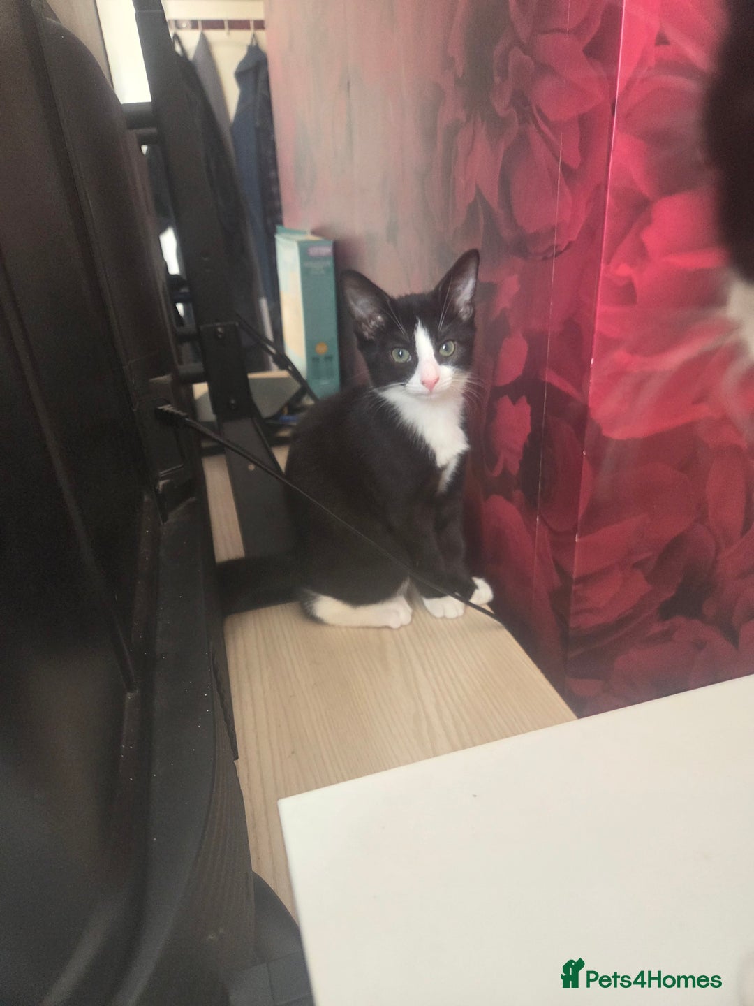 Domestic Shorthair cats for sale: 2 male kittens - Image 2