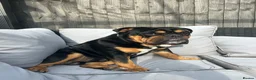 English Bulldog dogs for stud: Black & tan english Pedigree Stud dog in Knutsford - Advert 8
