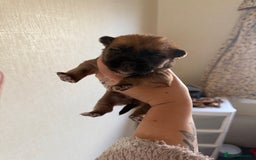 Mixed Breed dogs for sale: German shepherd cross chow chow/French bulldog  - Image 12