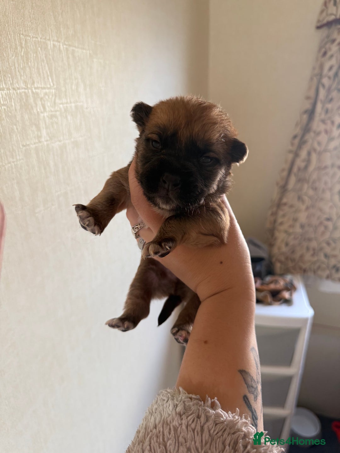 Mixed Breed dogs for sale: German shepherd cross chow chow/French bulldog  - Image 12