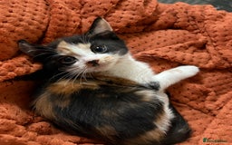 Aegean cats for sale: Aegean Kittens are looking for new home - Image 4