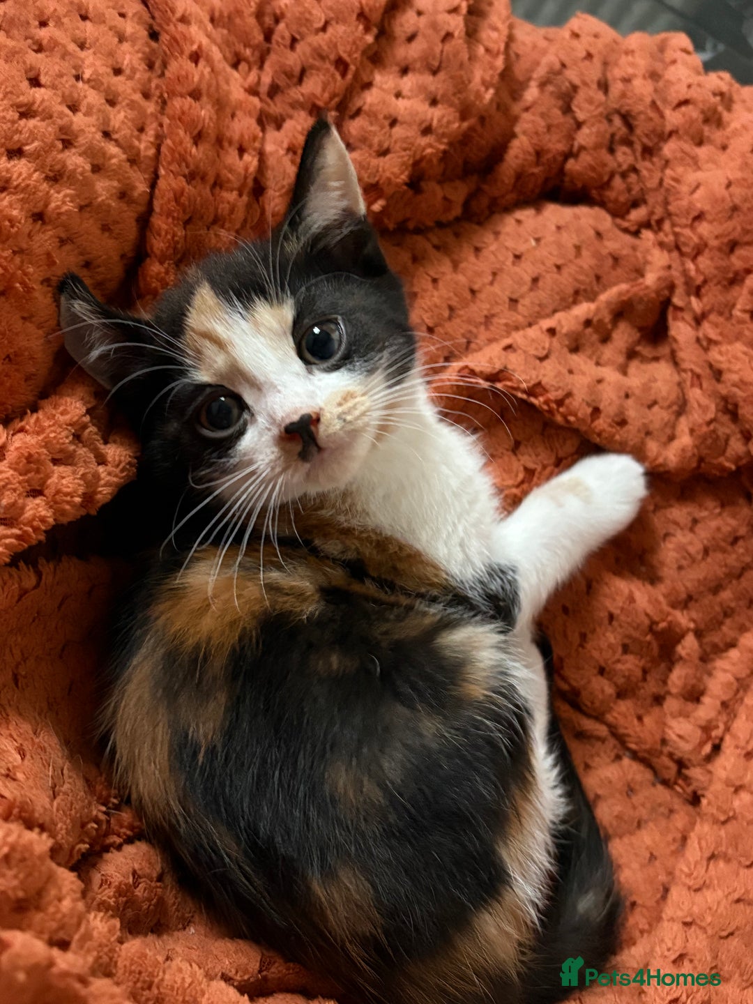 Aegean cats for sale: Aegean Kittens are looking for new home - Image 4
