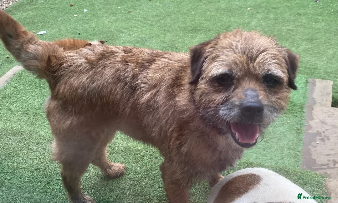 Border Terrier dogs for sale: 4 beautiful border terrier boys left  - Advert 34