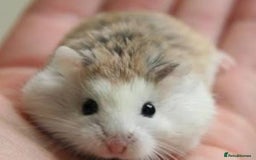 Hamster rodents for sale: Roborovski dwarf hamster - Image 1
