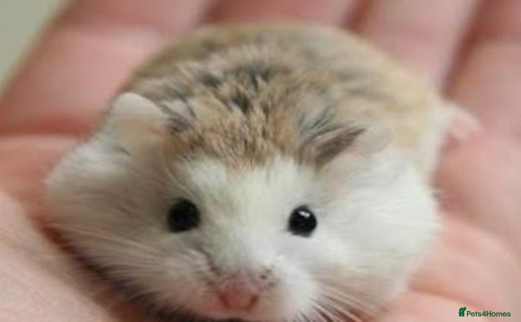 Hamster rodents - Advert 6