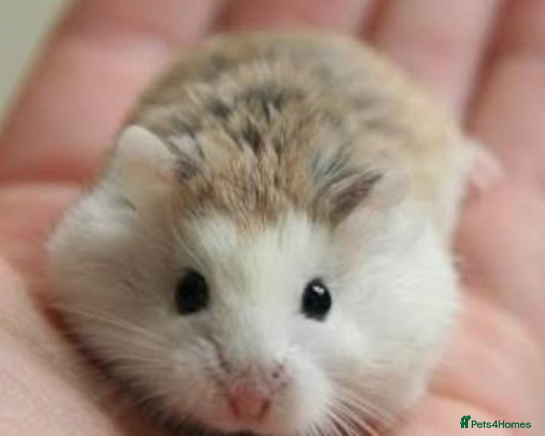 Hamster rodents for sale: Roborovski dwarf hamster - Image 1