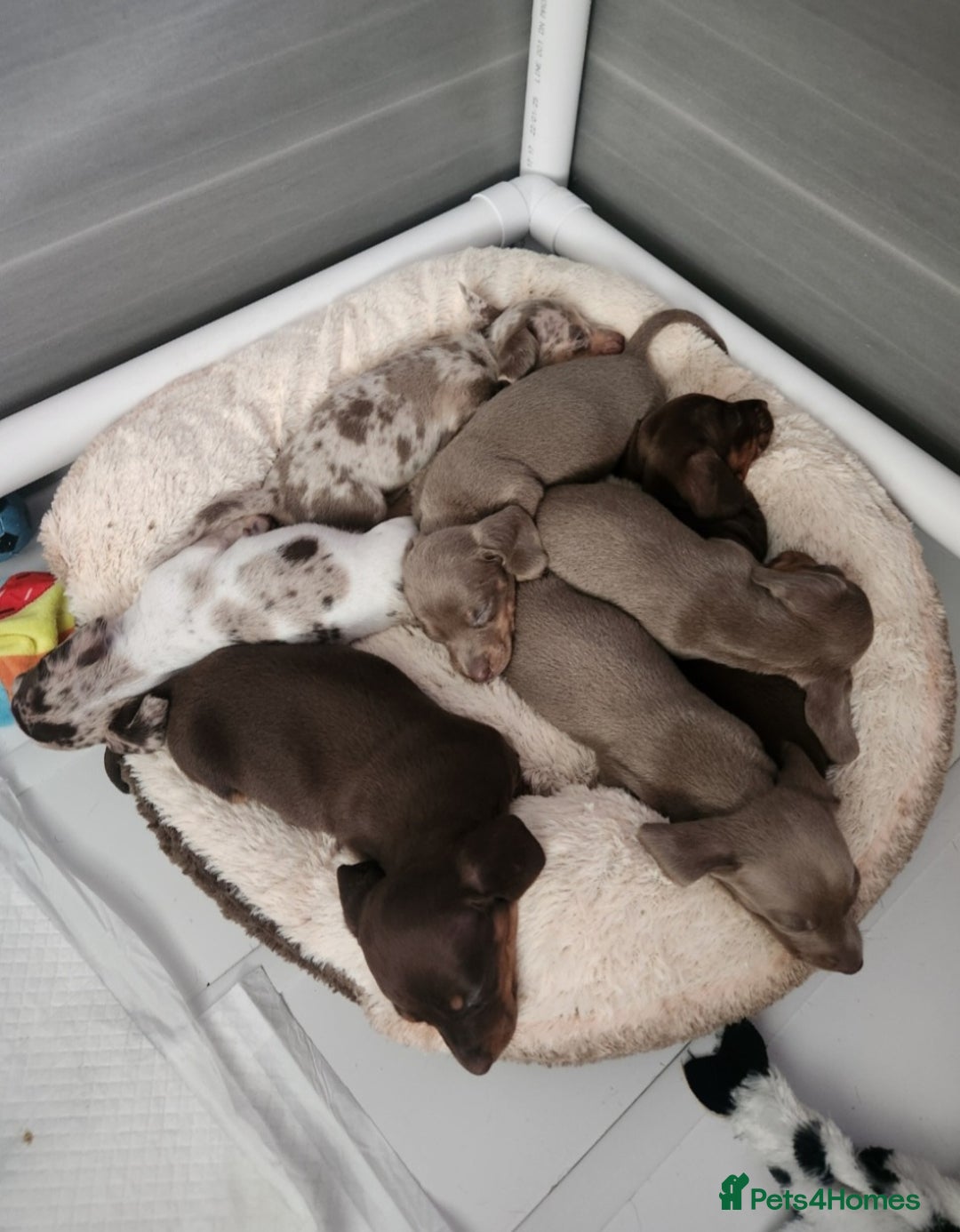Miniature Dachshund dogs for sale: 🩷1 PETITE BABY LEFT💜READY TODAY HAD BOTH JABS 🩷 in Chorley - Image 8