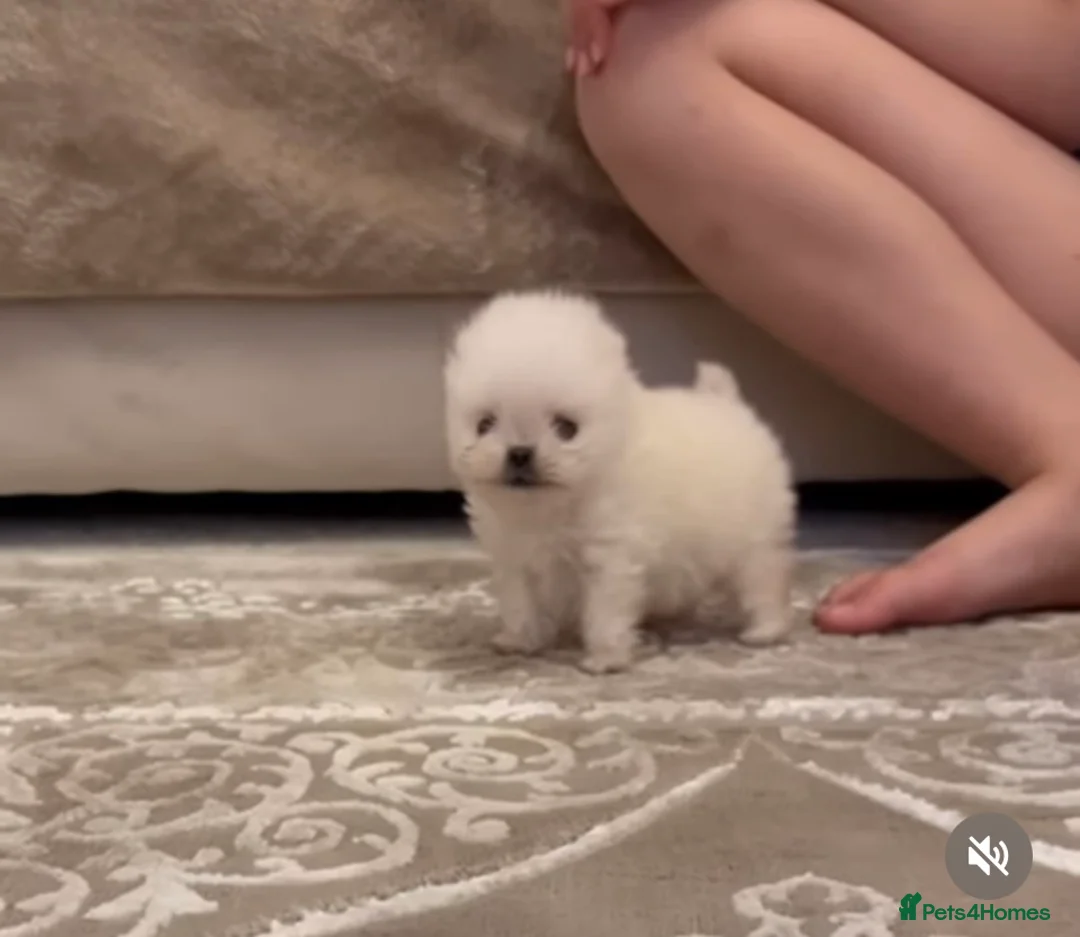 Pomeranian dogs for stud:  🏆 Asian White🏆 Pom TINY - Advert 16