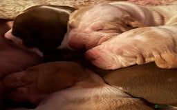 Bracco Italiano dogs for sale: Adorable Bracco Puppies Due 3rd October  - Image 13