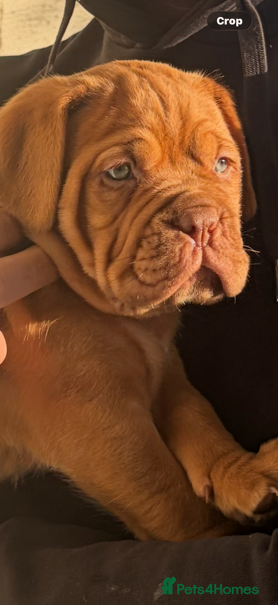 Dogue De Bordeaux dogs for sale: 2 BITCHES!LEFTFULL PEDIGREE 🦁 dogue de Bordeaux  - Advert 3