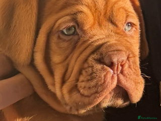Dogue De Bordeaux dogs FULL PEDIGREE 🦁 Dogue de Bordeaux pups ( French ) - Advert 19